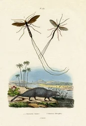 Mangouste, 1833-39